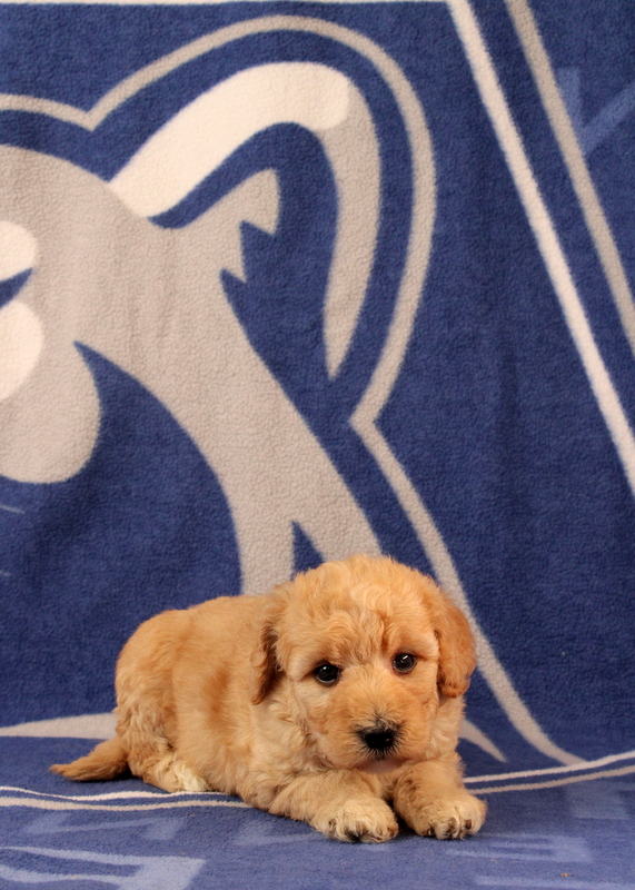 puppy, for, sale, Mini  Goldendoodle, Matthew B. Stoltzfus, dog, breeder, Gap, PA, dog-breeder, puppy-for-sale, forsale, nearby, find, puppyfind, locator, puppylocator, aca